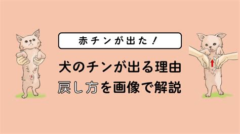 犬の赤チンが戻らない！チンが出る理由や戻し方を画像を用いて。